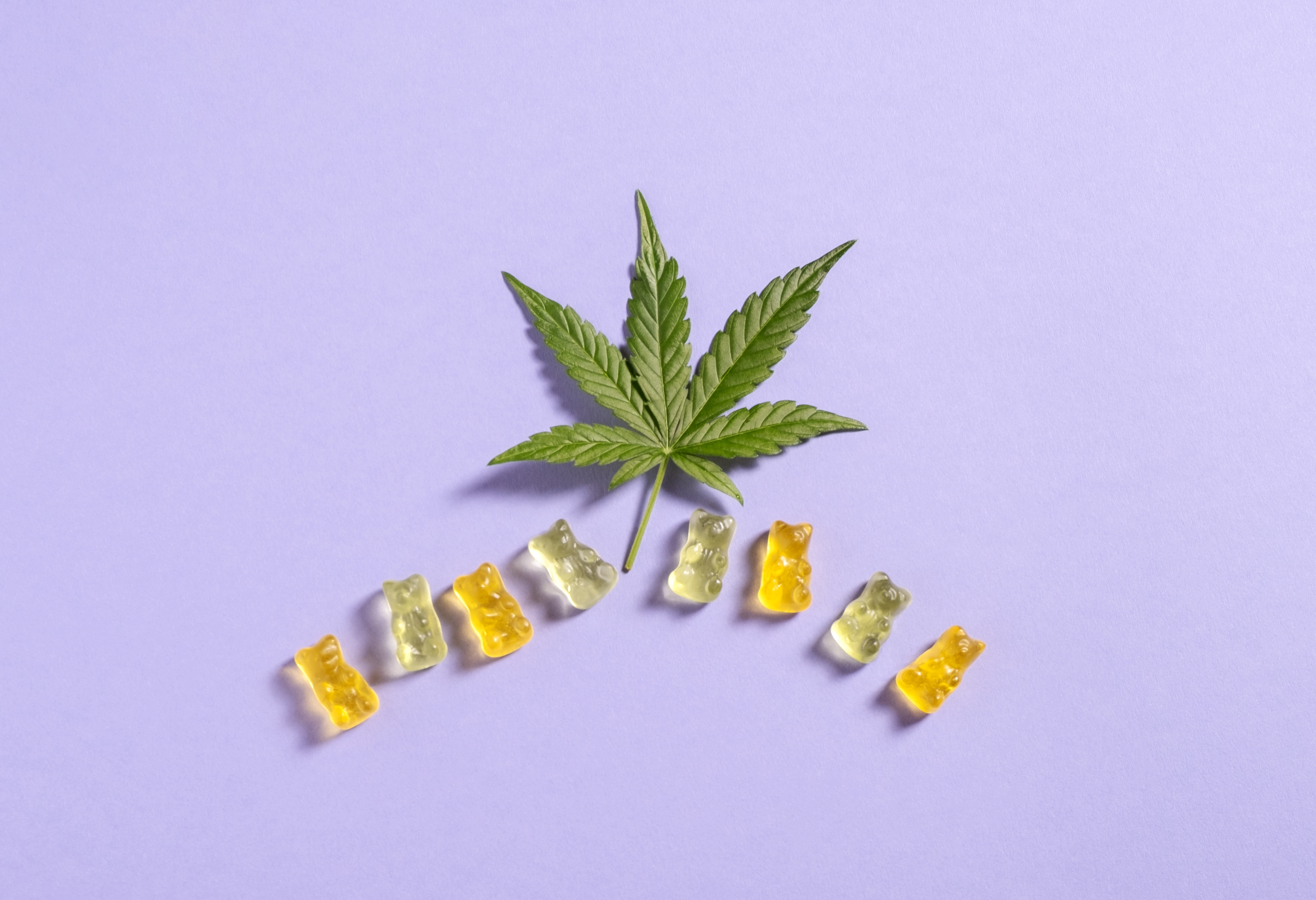 top view colorful gummy bears and cannabis leaves