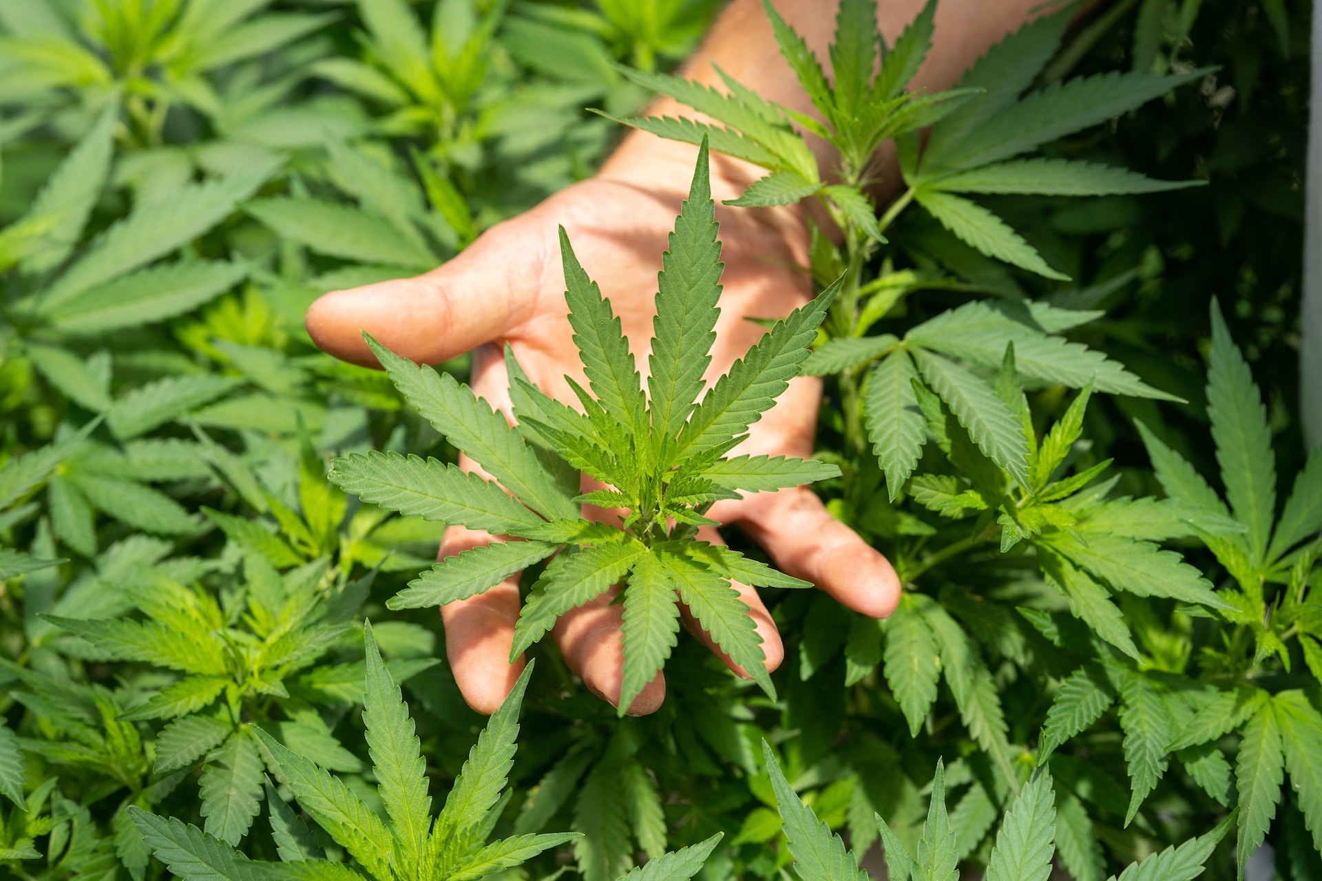 Microdosing Cannabis